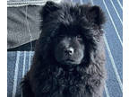 Chow Chow PUPPY FOR SALE ADN-609937 - chow chow girl