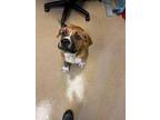 Adopt Rocky a Boxer, Mixed Breed