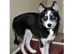Adopt Kato- #40276 a Siberian Husky