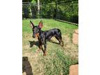 Adopt Rocky a Toy Manchester Terrier