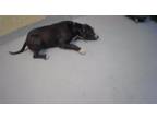 Adopt BOB a Pit Bull Terrier, Mixed Breed