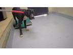 Adopt DRAGO a Pit Bull Terrier