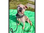 Adopt Rascal a American Staffordshire Terrier