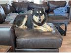 Adopt ~urgent~ Knox a Alaskan Malamute, German Shepherd Dog