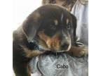 Adopt Cabo a Labrador Retriever, Australian Cattle Dog / Blue Heeler