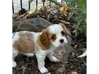 Cavalier King Charles Spaniel Puppy for sale in Temecula, CA, USA