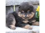 Pomeranian Puppy for sale in Niantic, CT, USA