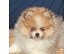 Pomeranian Puppy for sale in Chesapeake, VA, USA
