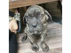 Cane Corso Puppy for sale in Branson, MO, USA
