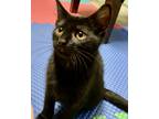 Adopt Louise a All Black Domestic Shorthair (short coat) cat in Northwood