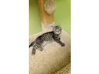 Adopt Fletcher a Tan or Fawn Tabby Domestic Shorthair (medium coat) cat in