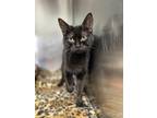 Adopt Astrid a Domestic Shorthair / Mixed (short coat) cat in Grants Pass