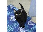 Adopt B.B a All Black Domestic Shorthair (short coat) cat in Missoula