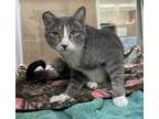 Adopt Quinn a Domestic Shorthair / Mixed cat in Lincoln, NE (38171836)