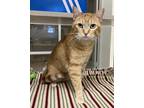 Adopt Alfonso a Domestic Shorthair / Mixed cat in Lincoln, NE (38171829)