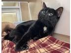 Adopt Sashimi a Domestic Shorthair / Mixed cat in Lincoln, NE (38171828)
