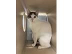 Adopt Mamacita a Domestic Shorthair / Mixed cat in Lincoln, NE (38171827)
