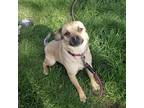 Adopt Canelo a Tan/Yellow/Fawn Pug / Mixed dog in Niagara Falls, ON (38171597)