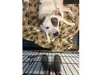 Adopt SARABI a White American Pit Bull Terrier / Mixed dog in Mayfield