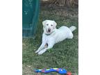 Adopt Apollo a White Labrador Retriever / Mixed dog in Modesto, CA (38171115)