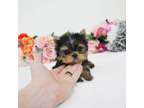 Teacup yorkie Puppies ready