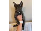 Adopt Grayson a Gray or Blue Domestic Shorthair (short coat) cat in LINCOLN