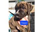 Adopt Peeper a Brindle - with White Boxer dog in Gilbertsville, PA (38167376)