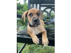 Adopt Jellybean a Tan/Yellow/Fawn - with Black Boxer dog in Gilbertsville