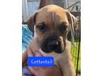 Adopt Cottontail a Tan/Yellow/Fawn - with Black Boxer dog in Gilbertsville