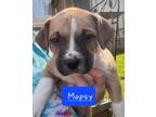 Adopt Mopsy a Tan/Yellow/Fawn - with White Boxer dog in Gilbertsville