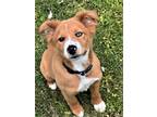 Adopt PUPPY MCKENZIE a Australian Shepherd / Mixed dog in Norfolk, VA (38167477)