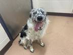 Adopt Toby a White Border Collie / Australian Shepherd / Mixed dog in Boulder