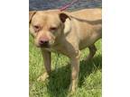 Adopt Redman a Tan/Yellow/Fawn - with White American Pit Bull Terrier / Mixed