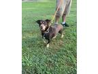 Adopt Chato a Brown/Chocolate Dachshund / Mixed Breed (Medium) / Mixed dog in