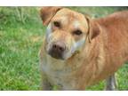 Adopt Ana a Tan/Yellow/Fawn Labrador Retriever / Mixed dog in Hamilton