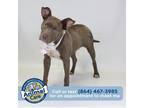 Adopt Theodora a Brown/Chocolate American Pit Bull Terrier / Mixed dog in