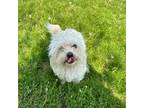 Adopt Penny a White - with Tan, Yellow or Fawn Shih Tzu / Mixed dog in Milford