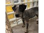 Adopt Jerimiah a Black Australian Cattle Dog / Mixed dog in Lihue, HI (38167860)