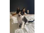 Adopt Freddie a Domestic Shorthair cat in LINCOLN, NE (38164614)
