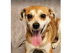 Adopt Denny a Italian Greyhound / Chihuahua dog in Armonk, NY (38167153)