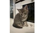 Adopt Kitten litter(3boys/2girls) a Gray, Blue or Silver Tabby Domestic