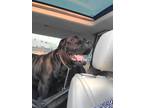 Adopt Django a Black Cane Corso / Great Dane dog in Lithia, FL (37784111)