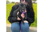 Adopt Evie a Black Labrador Retriever / Mixed dog in Newmarket, ON (38166790)