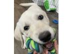 Adopt Olive a White - with Tan, Yellow or Fawn Labradoodle / Goldendoodle /