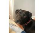 Adopt Blakey a Black Labrador Retriever / Mixed dog in Newmarket, ON (38166786)