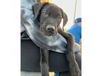 Adopt Charm a Black - with White Labrador Retriever / Mixed dog in Newmarket