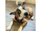 Adopt Willow a Mastiff / Cattle Dog / Mixed dog in Phoenix, AZ (38165995)