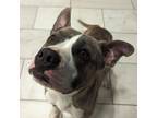 Adopt Crosby a Gray/Silver/Salt & Pepper - with Black American Pit Bull Terrier