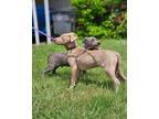 Adopt Ruffino a Tan/Yellow/Fawn Pit Bull Terrier / Dachshund / Mixed dog in
