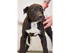 Adopt Aiden a Black Labrador Retriever / Mixed dog in Twin Falls, ID (38165300)